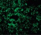 MAP3K7 / TAK1 Antibody (N-Terminus)